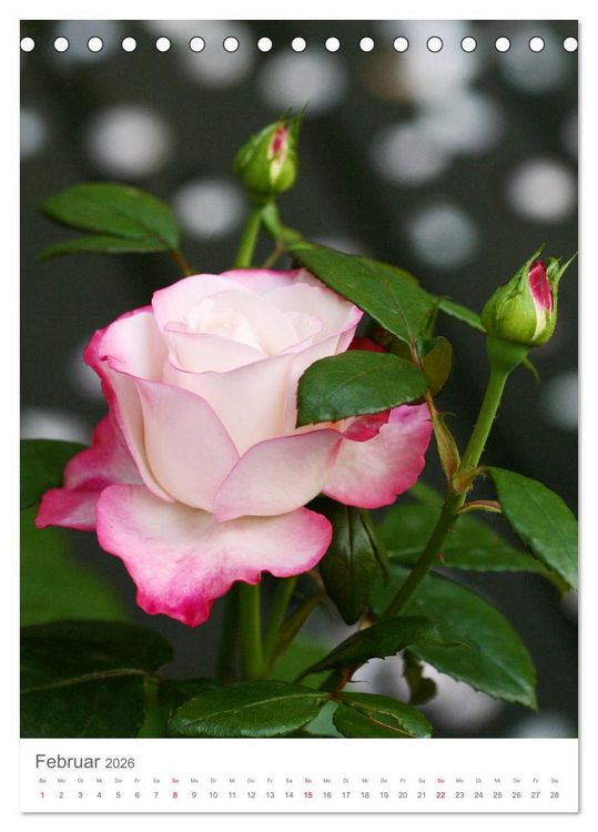 Produktbild: Gl&uuml;cklich mit Rosen (Tischkalender 2026 DIN A5 hoch), CALVENDO Monatskalender