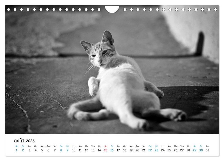 Produktbild: Chats de Santorin - Les princes d'Oia en noir et blanc (Calendrier mural 2026 DIN A4 vertical), CALVENDO calendrier mensuel
