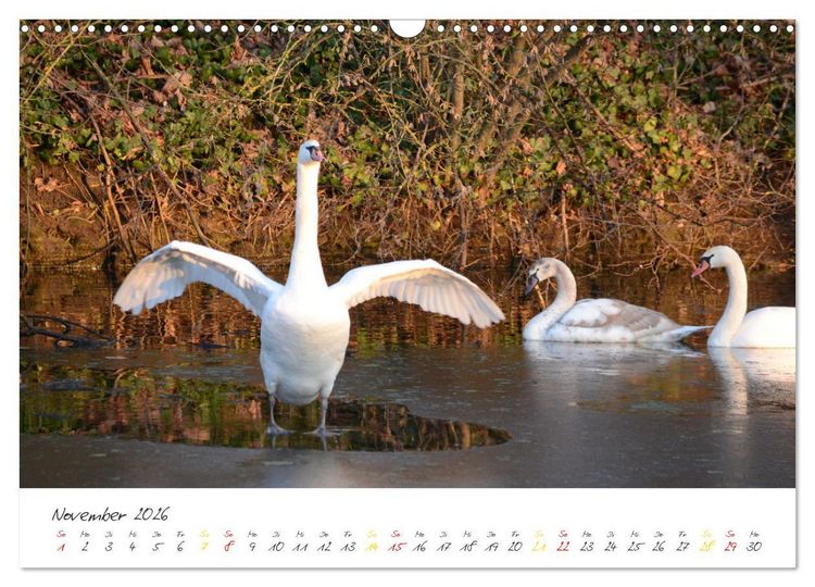 Produktbild: Schw&auml;ne, Liebe f&uuml;r die Ewigkeit (Wandkalender 2026 DIN A3 quer), CALVENDO Monatskalender