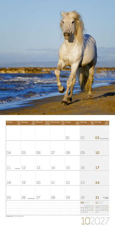 Produktbild: Pferde Kalender 2027 - 30x30 - Art12