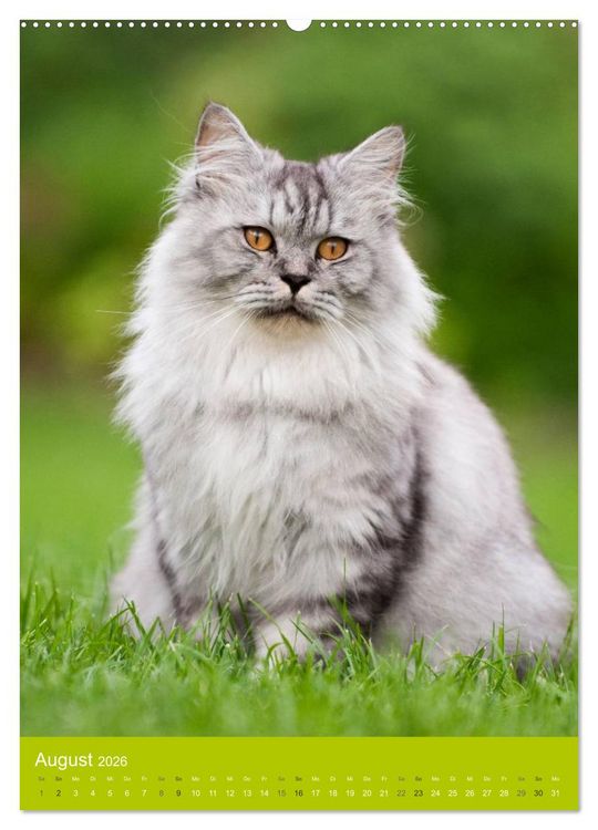 Produktbild: Britisch Langhaar Katzen (hochwertiger Premium Wandkalender 2026 DIN A2 hoch), Kunstdruck in Hochglanz