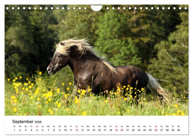 Produktbild: Pferde - im Galopp durch's Jahr 2026 (Wandkalender 2026 DIN A4 quer), CALVENDO Monatskalender
