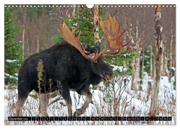 Produktbild: MOOSE Of The Northern Woods (Wall Calendar 2026 DIN A3 landscape), CALVENDO 12 Month Wall Calendar
