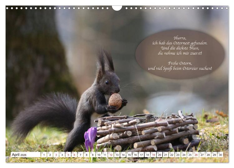 Produktbild: Eichh&ouml;rnchen - Lustige Kurzgeschichten mit den quirligen Wildtieren (Wandkalender 2026 DIN A3 quer), CALVENDO Monatskalender