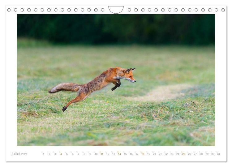 Produktbild: Un an avec le renard roux (Calendrier mural 2027 DIN A4 vertical), CALVENDO calendrier mensuel