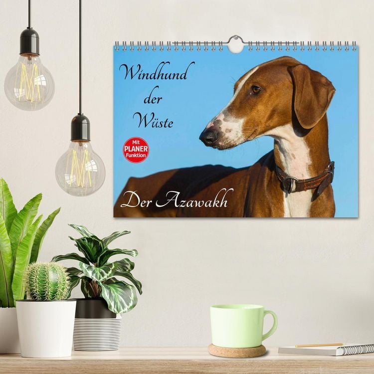 Produktbild: Windhund der W&uuml;ste - Der Azawakh (Wandkalender 2026 DIN A4 quer), CALVENDO Monatskalender