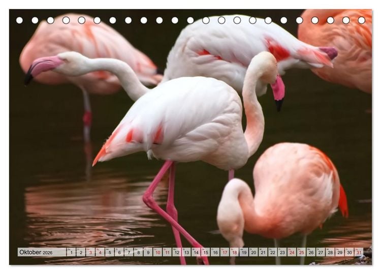 Produktbild: Flamingo Zauber (Tischkalender 2026 DIN A5 quer), CALVENDO Monatskalender