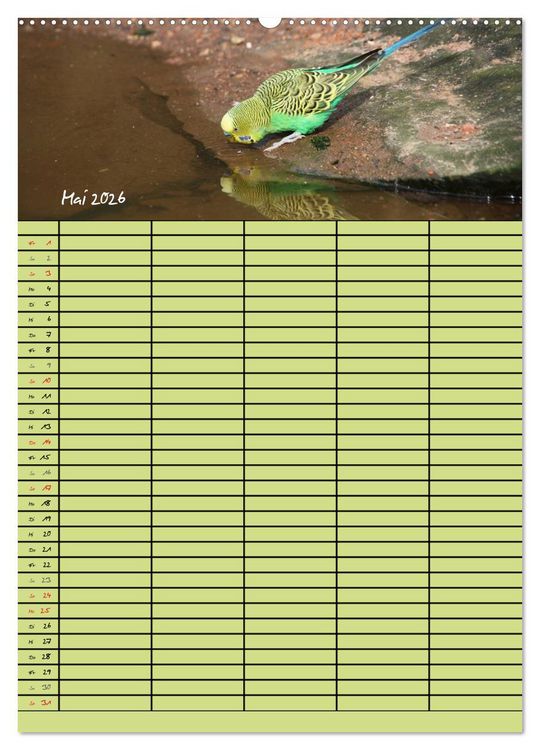 Produktbild: Der Wellensittich-Familienplaner (hochwertiger Premium Wandkalender 2026 DIN A2 hoch), Kunstdruck in Hochglanz