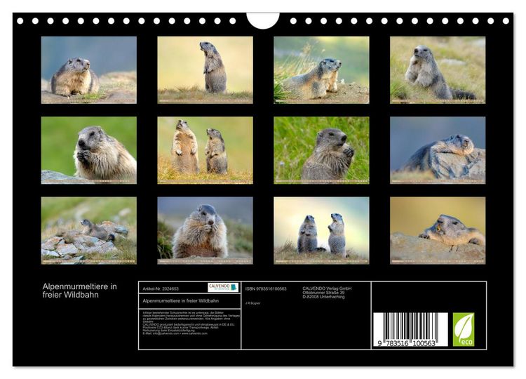 Produktbild: Alpenmurmeltiere in freier Wildbahn (Wandkalender 2026 DIN A4 quer), CALVENDO Monatskalender