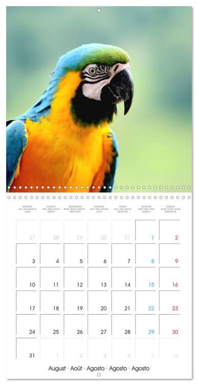 Produktbild: Au gr&eacute; des plumes (Calendrier mural carr&eacute; 2026 30x30 cm) Calendrier double avec une page pour vos prises de notes