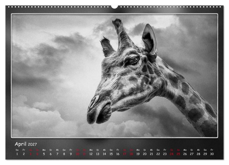 Produktbild: Tieren ins Gesicht geschaut (Wandkalender 2027 DIN A2 quer), CALVENDO Monatskalender