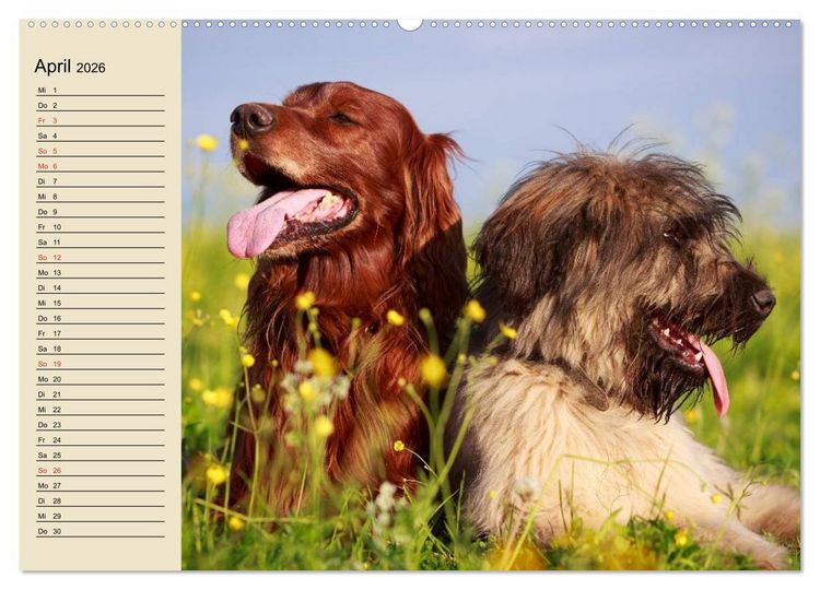 Produktbild: Beste Freunde. Bezaubernde Tierfreundschaften (hochwertiger Premium Wandkalender 2026 DIN A2 quer), Kunstdruck in Hochglanz