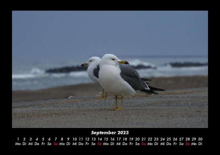Produktbild: M&ouml;wen 2025 Fotokalender DIN A3