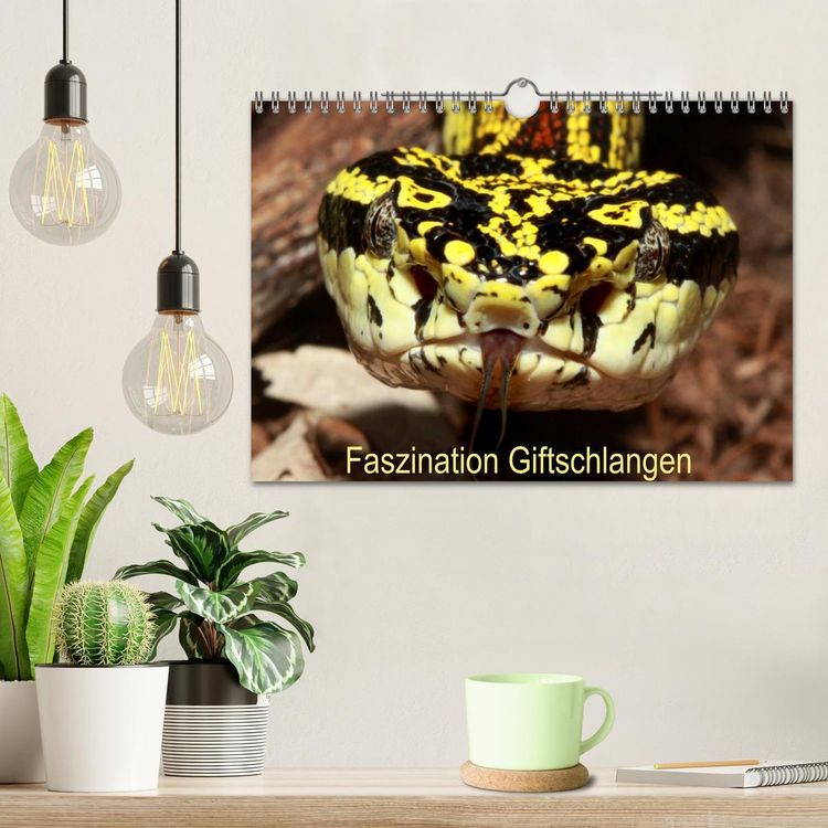 Produktbild: Faszination Giftschlangen (Wandkalender 2026 DIN A4 quer), CALVENDO Monatskalender
