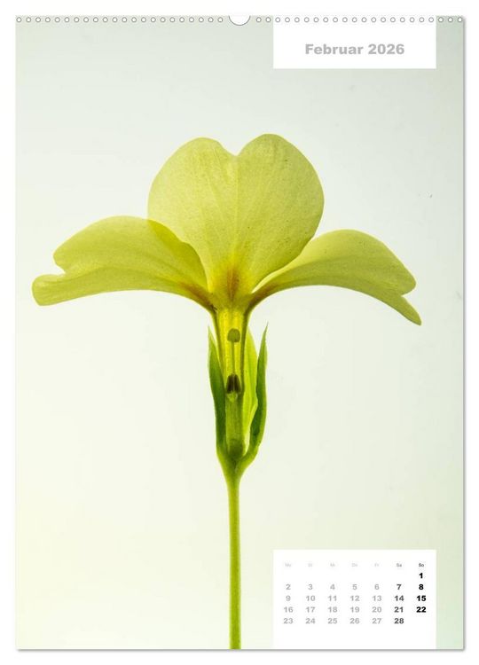 Produktbild: Schnittblumen 2026 (Wandkalender 2026 DIN A2 hoch), CALVENDO Monatskalender