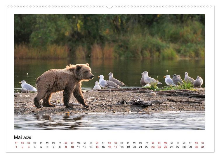 Produktbild: Braunb&auml;ren in Alaska (Wandkalender 2026 DIN A2 quer), CALVENDO Monatskalender