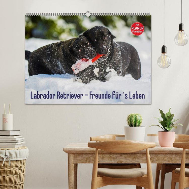 Produktbild: Labrador Retriever - Freunde f&uuml;r&acute;s Leben (Wandkalender 2026 DIN A2 quer), CALVENDO Monatskalender
