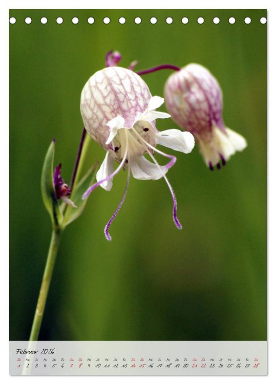 Produktbild: Florale Meisterwerke der Natur (Tischkalender 2026 DIN A5 hoch), CALVENDO Monatskalender