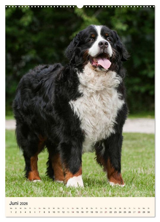 Produktbild: Die sch&ouml;nste Rasse der Welt - Berner Sennenhund (hochwertiger Premium Wandkalender 2026 DIN A2 hoch), Kunstdruck in Hochglanz