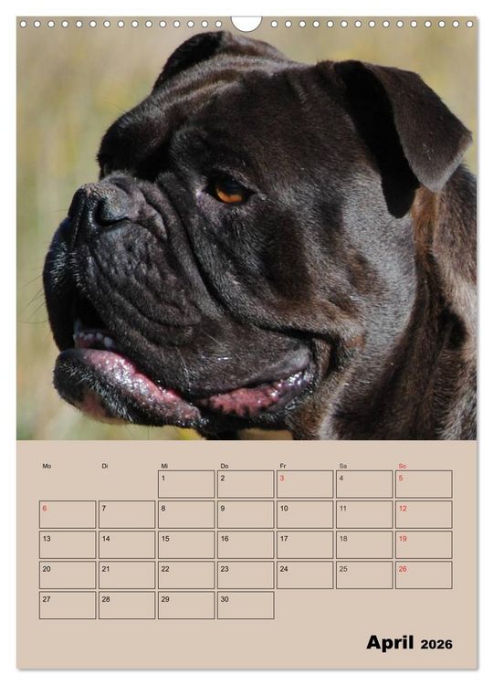 Produktbild: Bulldoggen-Gesichter (Wandkalender 2026 DIN A3 hoch), CALVENDO Monatskalender