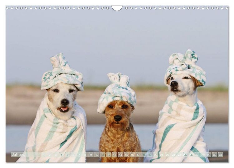 Produktbild: Die Parson-Russell-Terrier ...mit neuen Abenteuern aus der Hundeknipserei (Wandkalender 2026 DIN A3 quer), CALVENDO Monatskalender