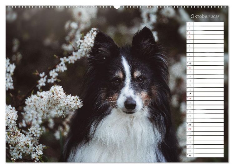 Produktbild: Shetland Sheepdogs Blacky, Anry, Mojo 2026 (Wandkalender 2026 DIN A2 quer), CALVENDO Monatskalender