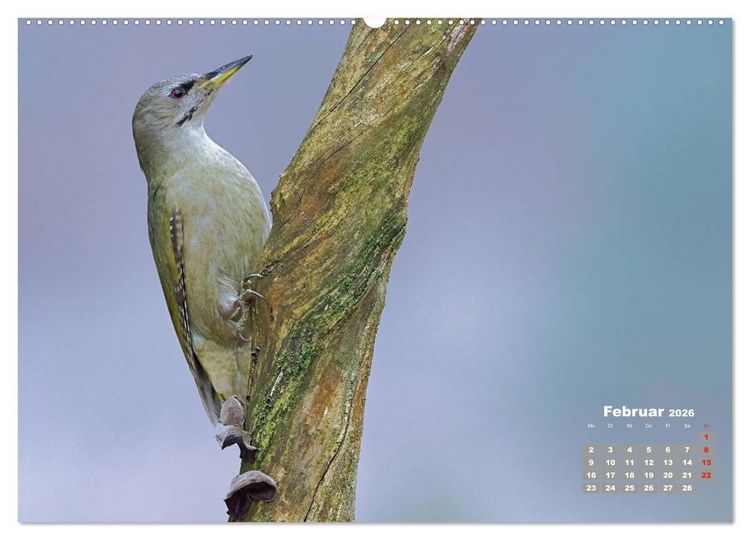 Produktbild: Echte Spechte (hochwertiger Premium Wandkalender 2026 DIN A2 quer), Kunstdruck in Hochglanz