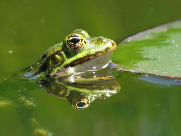 Produktbild: CALVENDO Puzzle Frosch spiegelt sich im Wasser | 1000 Teile Lege-Gr&ouml;&szlig;e 64x48cm Foto-Puzzle f&uuml;r gl&uuml;ckliche Stunden