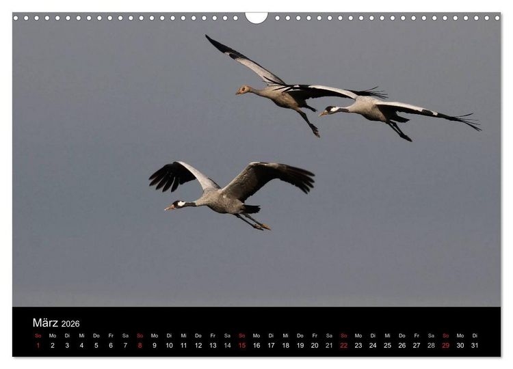 Produktbild: Kraniche (Wandkalender 2026 DIN A3 quer), CALVENDO Monatskalender