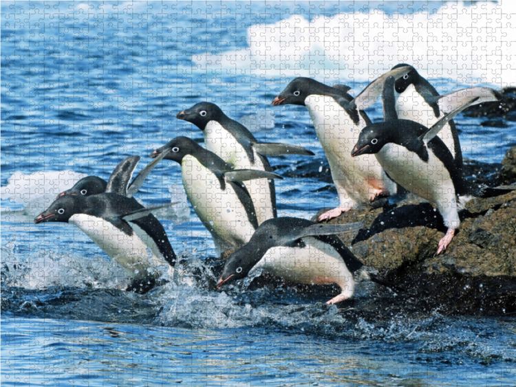 Produktbild: CALVENDO Puzzle Adelie Pinguine auf dem Sprung zu den Fischgr&uuml;nden. 1000 Teile Lege-Gr&ouml;&szlig;e 64 x 48 cm Foto-Puzzle Bild von CALVENDO