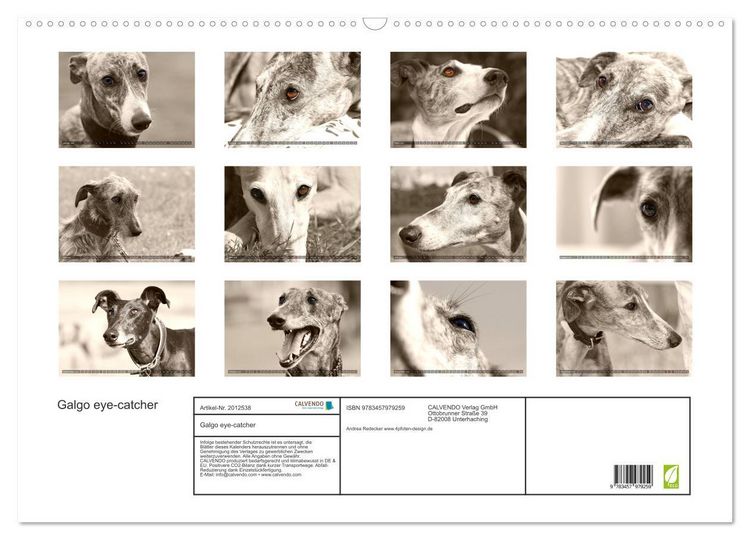 Produktbild: Galgo eye-catcher (Wandkalender 2026 DIN A2 quer), CALVENDO Monatskalender