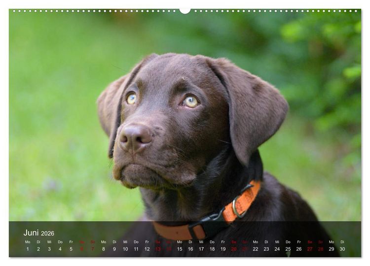 Produktbild: Labrador Retriever Welpen (Wandkalender 2026 DIN A2 quer), CALVENDO Monatskalender