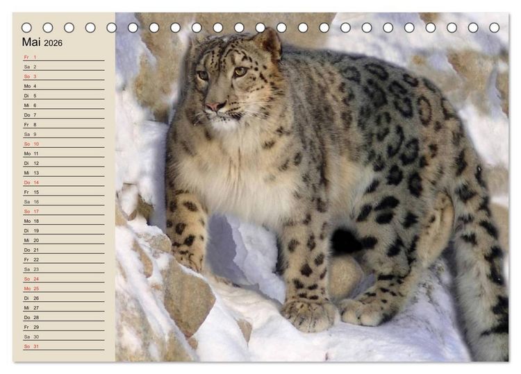 Produktbild: Schneeleoparden. Geschmeidige Gebirgsj&auml;ger (Tischkalender 2026 DIN A5 quer), CALVENDO Monatskalender