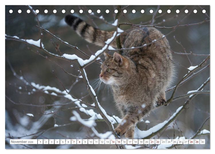 Produktbild: Wildkatzen - die anmutigsten Raubiere in Europa. (Tischkalender 2026 DIN A5 quer), CALVENDO Monatskalender