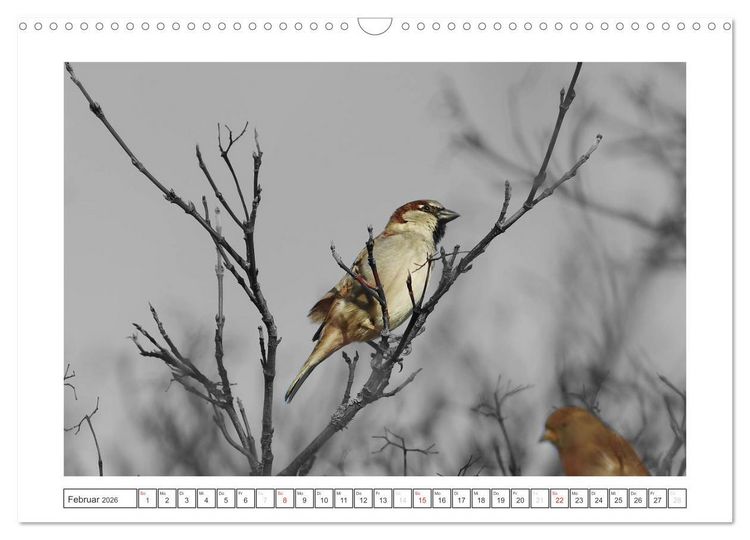 Produktbild: Natur schwarz - wei&szlig; Malerei (Wandkalender 2026 DIN A3 quer), CALVENDO Monatskalender