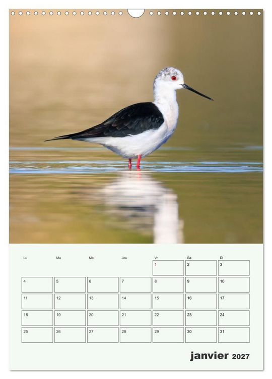 Produktbild: Voyage ornithologique (Calendrier mural 2027 DIN A3 horizontal), CALVENDO calendrier mensuel