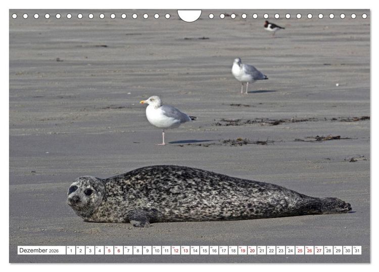 Produktbild: Helgoland - Hochseeinsel in der Nordsee (Wandkalender 2026 DIN A4 quer), CALVENDO Monatskalender