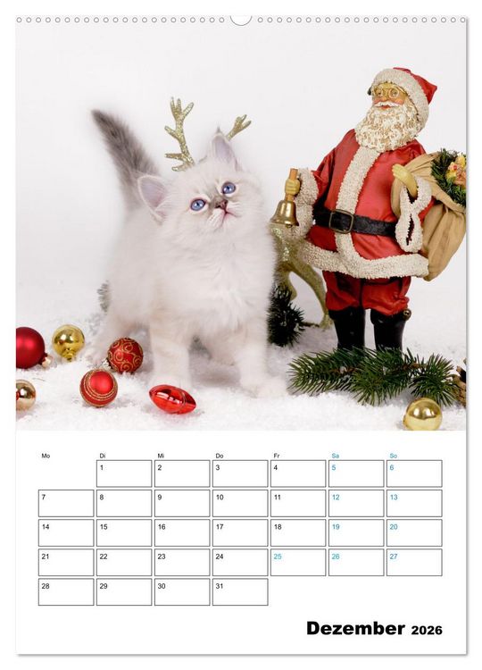 Produktbild: Heilige Birma Kitten - s&uuml;&szlig;e kleine Flauschb&auml;llchen (Wandkalender 2026 DIN A2 hoch), CALVENDO Monatskalender