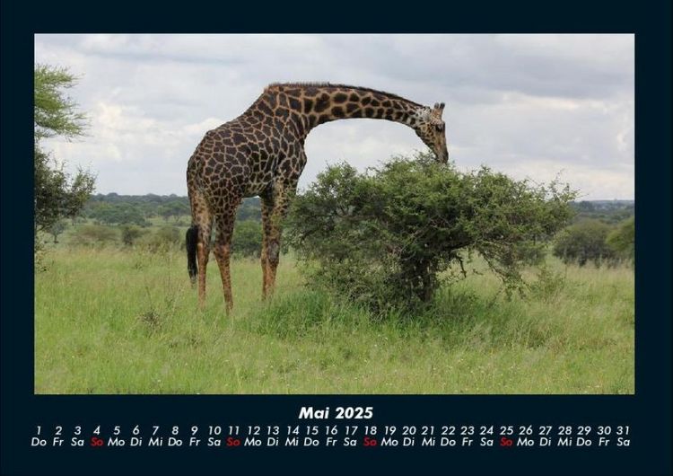 Produktbild: Giraffen 2025 Fotokalender DIN A4