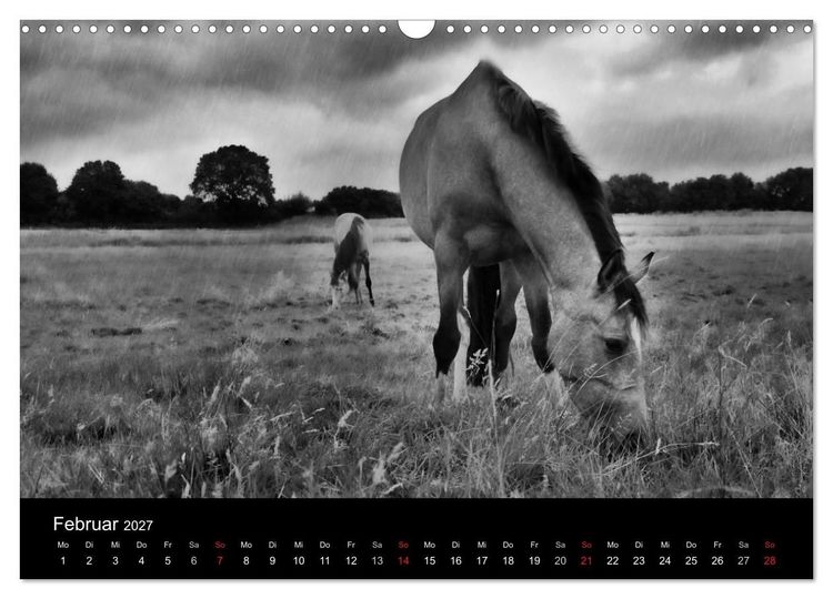Produktbild: Pferde 2027 Wild Thing (Wandkalender 2027 DIN A3 quer), CALVENDO Monatskalender