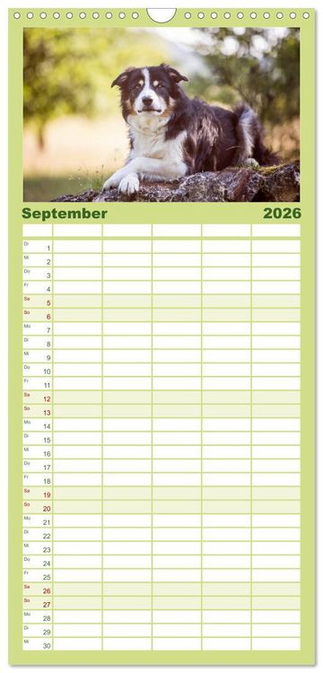 Produktbild: Familienplaner 2026 - Border Collies 2026 mit 5 Spalten (Wandkalender, 21 x 45 cm) CALVENDO