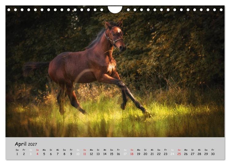 Produktbild: Pferde - Anmut und St&auml;rke gepaart mit Magie (Wandkalender 2027 DIN A4 quer), CALVENDO Monatskalender