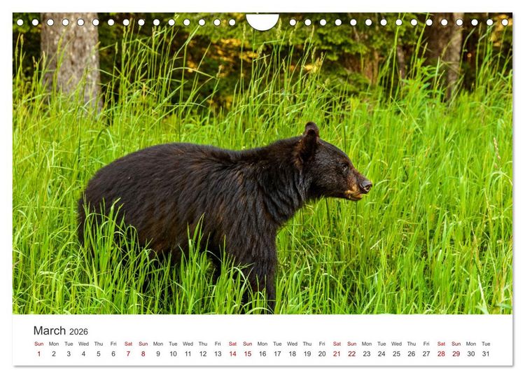 Produktbild: Yukon Wild (Wall Calendar 2026 DIN A4 landscape), CALVENDO 12 Month Wall Calendar
