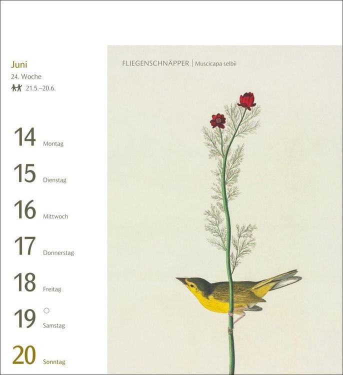 Produktbild: V&ouml;gel Postkartenkalender 2027 - Postkartenkalender mit 53 historischen Zeichnungen