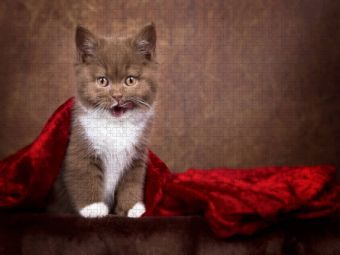 Produktbild: CALVENDO Puzzle Ein Motiv aus dem Kalender Kittens - Britisch Kurzhaar Katzenkinder | 1000 Teile Lege-Gr&ouml;&szlig;e 64x48cm Foto-Puzzle f&uuml;r gl&uuml;ckliche Stunden