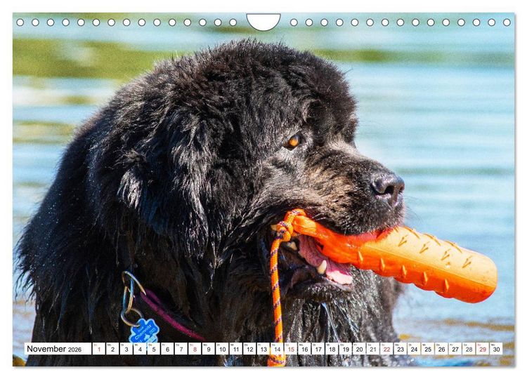 Produktbild: Neufundl&auml;nder - Das Wasser ist ihr Element (Wandkalender 2026 DIN A4 quer), CALVENDO Monatskalender