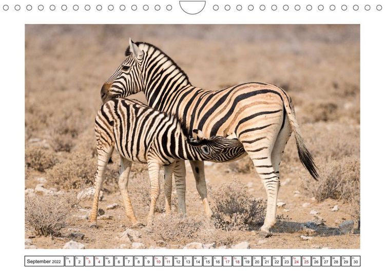 Produktbild: Wildlife - Tiere in Namibia (Wandkalender 2022 DIN A4 quer)