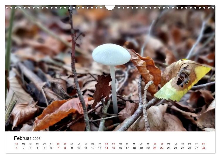 Produktbild: Pilze - Geheimnisvolle Herrscher der W&auml;lder (Wandkalender 2026 DIN A3 quer), CALVENDO Monatskalender