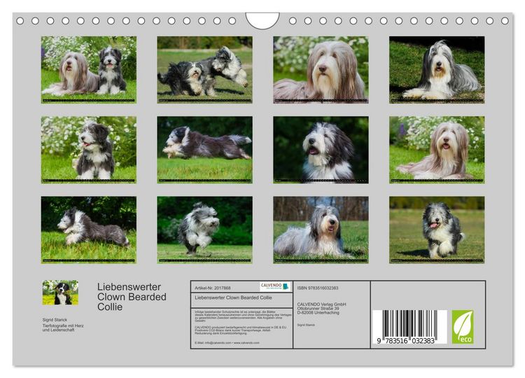 Produktbild: Liebenswerter Clown Bearded Collie (Wandkalender 2026 DIN A4 quer), CALVENDO Monatskalender