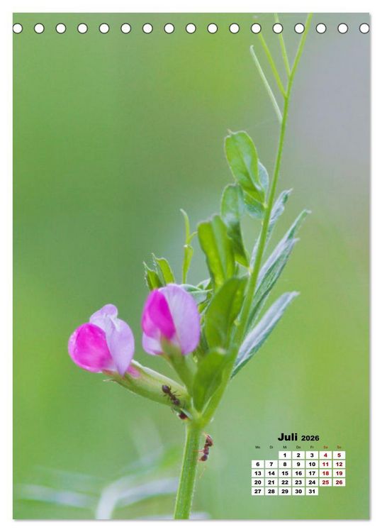 Produktbild: Spa&szlig; mit bunten Bl&uuml;mchen (Tischkalender 2026 DIN A5 hoch), CALVENDO Monatskalender